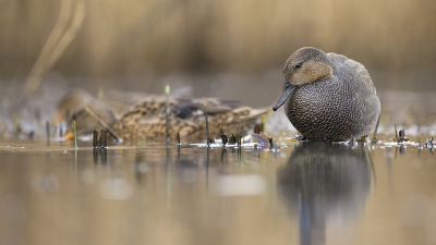 <i class='fa fa-user'></i> Luc Meert |   Krakeend  <i class='fa fa-eye'> 244</i>  <i class='fa fa-thumbs-up'> 10</i>   <i class='fa fa-comment-o'> 12</i>