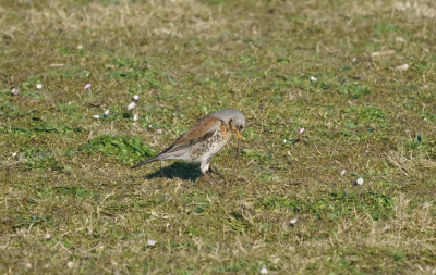 Kramsvogel vind hier zijn ontbijt na dat hij hem er helemaal uit had heeft hij er lekker van genoten