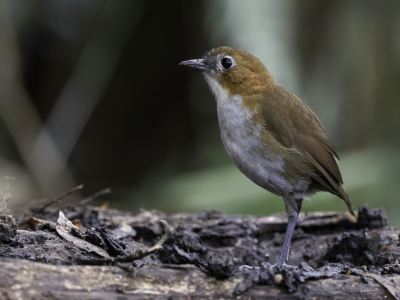 <i class='fa fa-user'></i> Paul van Giersbergen |   Roodrugmierpitta  <i class='fa fa-eye'> 104</i>  <i class='fa fa-thumbs-up'> 1</i>   <i class='fa fa-comment-o'> 0</i>