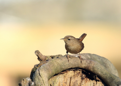 Ik heb een dagje met mijn man en dochter in een fotohut gezeten. Er zaten verschillende vogels, die de hele dag door wel kwamen foerageren of wat water kwamen drinken. Deze winterkoning kwam ook af en toe langs, maar nam zeker niet de tijd om echt te poseren. Hij kwam, hipte heel snel heen en weer op het 'toneel' en ging dan ook heel snel weer.