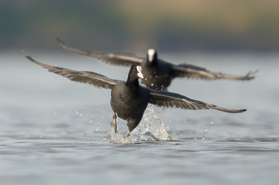 <i class='fa fa-user'></i> Vincent Vuik |   Meerkoet  <i class='fa fa-eye'> 285</i>  <i class='fa fa-thumbs-up'> 15</i>   <i class='fa fa-comment-o'> 15</i>