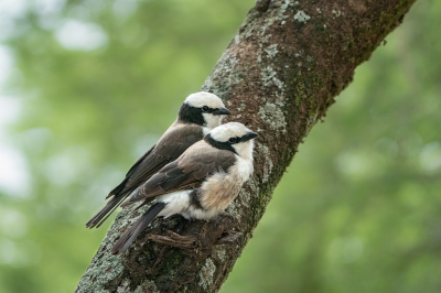 <i class='fa fa-user'></i> harrie69 |   Rppells Witkruinklauwier  <i class='fa fa-eye'> 157</i>   <i class='fa fa-comment-o'> 1</i>