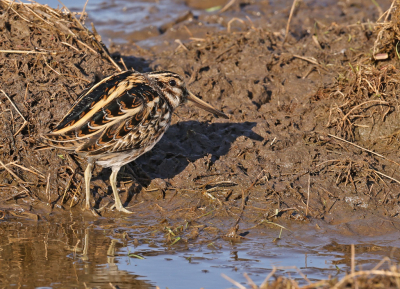 Voor ons een wel heel bijzondere waarneming. Gaf me ook nog eens volop de gelegenheid te fotograferen, totaal niet schuw. Deze foto nam ik nadat het Bokje uit de camouflagestand was gekomen, omdat een Slechtvalk de omgeving teisterde. Iets van achter, zodat z'n prachtige verenpak goed zichtbaar is.
Heel bijzonder is ook de manier van fourageren. Terwijl hij/zij zich verplaatst gaat het lijfje steeds op en neer, ik denk om de maaltijd uit de modder naar boven te werken.