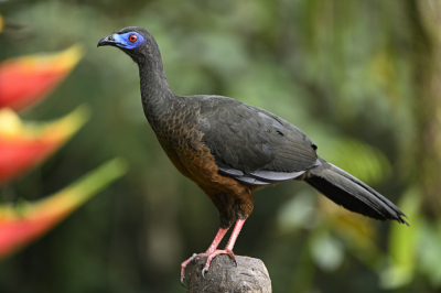 <i class='fa fa-user'></i> Ed Agter |   Sikkelvleugelgoean  <i class='fa fa-eye'> 117</i>   <i class='fa fa-comment-o'> 2</i>