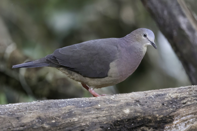 <i class='fa fa-user'></i> Paul van Giersbergen |   Tolimaduif  <i class='fa fa-eye'> 99</i>   <i class='fa fa-comment-o'> 1</i>