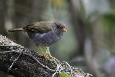 <i class='fa fa-user'></i> Paul van Giersbergen |   Geelbekdwerglijster  <i class='fa fa-eye'> 93</i>   <i class='fa fa-comment-o'> 0</i>