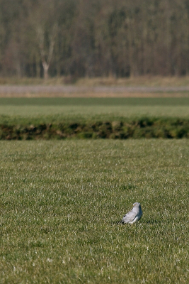 Opvallend hoeveel blauwe kiekendieven we in de vakantie hebben zien vliegen en dan vooral mannetjes. Ik blijf ze zo tof vinden, mijn opa wees me er 35 jaar geleden al op, het blijft voor mij dus een bijzondere vogel zo'n kiekendief. Deze ging ineens even zitten, daardoor had ik even tijd om hem te fotograferen. Hij zat nog redelijk ver weg, dus het is een foto met omgeving geworden.