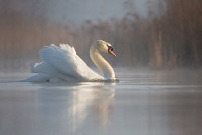 <i class='fa fa-user'></i> keesvanderklauw |   Knobbelzwaan  <i class='fa fa-eye'> 296</i>  <i class='fa fa-thumbs-up'> 27</i>   <i class='fa fa-comment-o'> 14</i>