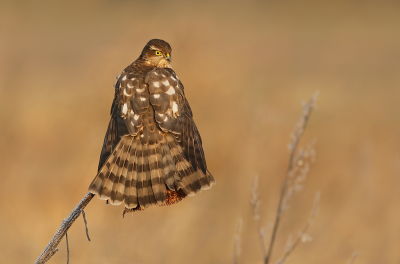 <i class='fa fa-user'></i> thijsglastra |   Sperwer  <i class='fa fa-eye'> 705</i>  <i class='fa fa-thumbs-up'> 40</i>   <i class='fa fa-comment-o'> 17</i>