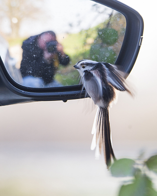 <i class='fa fa-user'></i> Ruud Scherpenisse |   Staartmees  <i class='fa fa-eye'> 334</i>  <i class='fa fa-thumbs-up'> 4</i>   <i class='fa fa-comment-o'> 10</i>