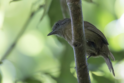 <i class='fa fa-user'></i> Paul van Giersbergen |   Eenkleurige Mierklauwier  <i class='fa fa-eye'> 95</i>   <i class='fa fa-comment-o'> 0</i>