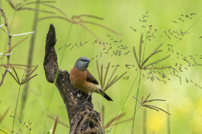 <i class='fa fa-user'></i> harrie69 |   Grijskopzilverbekje  <i class='fa fa-eye'> 212</i>  <i class='fa fa-thumbs-up'> 6</i>   <i class='fa fa-comment-o'> 7</i>