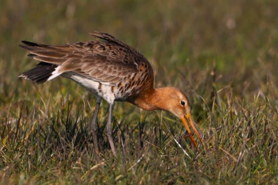 Gisteren naar de Bovenkerkerpolder in Amstelveen gefiets om te kijken of er al grutto's zijn. Het beeld van deze prachtige weidevogel (onze nationale vogel) maakt me blij en geeft mij een voorjaarsgevoel. Thuis zag ik de worm in de snavel, maakt het af.