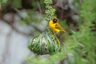 <i class='fa fa-user'></i> harrie69 |   Dottergele Wever  <i class='fa fa-eye'> 190</i>  <i class='fa fa-thumbs-up'> 1</i>   <i class='fa fa-comment-o'> 2</i>