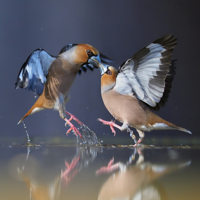 <i class='fa fa-user'></i> corvanspijk |   Appelvink  <i class='fa fa-eye'> 455</i>  <i class='fa fa-thumbs-up'> 23</i>   <i class='fa fa-comment-o'> 7</i>