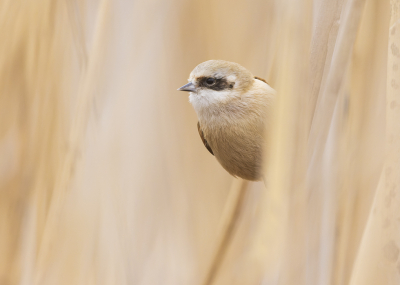 <i class='fa fa-user'></i> Lennart Verheuvel |   Buidelmees  <i class='fa fa-eye'> 255</i>  <i class='fa fa-thumbs-up'> 8</i>   <i class='fa fa-comment-o'> 5</i>