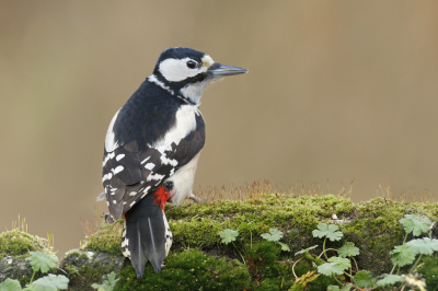 <i class='fa fa-user'></i> Gejo Wassink |   Grote Bonte Specht  <i class='fa fa-eye'> 196</i>  <i class='fa fa-thumbs-up'> 1</i>   <i class='fa fa-comment-o'> 4</i>