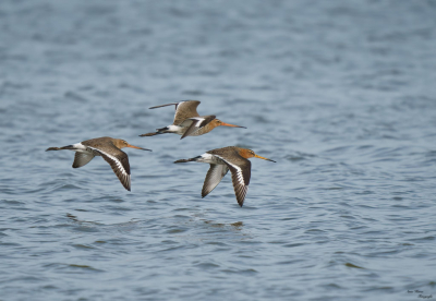 De Nederlandse volks vogel de Grutto er waren weer veel