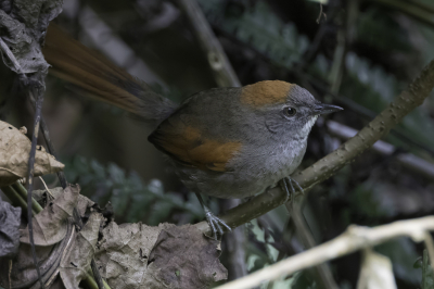 <i class='fa fa-user'></i> Paul van Giersbergen |   Azara's Stekelstaart  <i class='fa fa-eye'> 118</i>   <i class='fa fa-comment-o'> 0</i>