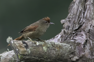 <i class='fa fa-user'></i> Paul van Giersbergen |   Grijsbrauwstekelstaart  <i class='fa fa-eye'> 121</i>   <i class='fa fa-comment-o'> 0</i>
