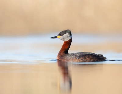 <i class='fa fa-user'></i> keesvanderklauw |   Roodhalsfuut  <i class='fa fa-eye'> 400</i>  <i class='fa fa-thumbs-up'> 30</i>   <i class='fa fa-comment-o'> 15</i>