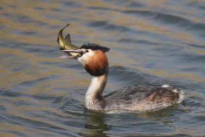 <i class='fa fa-user'></i> Gerard Visser |   Fuut  <i class='fa fa-eye'> 382</i>  <i class='fa fa-thumbs-up'> 14</i>   <i class='fa fa-comment-o'> 31</i>