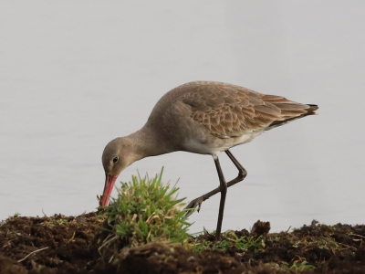 Beetje grijze dag vandaag, maar enkele grutto's waren dichtbij de kijkhut van Landje van Geijsel aan het fourageren. Ze zij er nu nog te zien, voordta ze naar de polders vertrekken om te broeden.