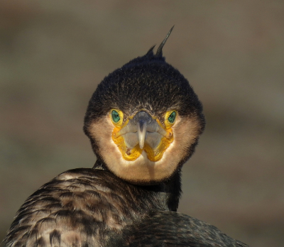 <i class='fa fa-user'></i> sieb |   Aalscholver  <i class='fa fa-eye'> 323</i>  <i class='fa fa-thumbs-up'> 23</i>   <i class='fa fa-comment-o'> 19</i>