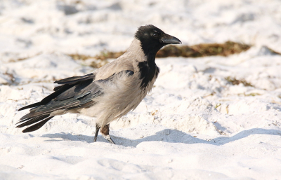 Eentje van een paar jaar geleden. We waren op vakantie in het noorden van Duitsland, prachtige omgeving om een tijdje te zijn. Hier zaten we 'gewoon' op het strand, onze dochter was lekker in de zee. Over het strand liepen de bonte kraaien in de buurt van allerlei meeuwen.