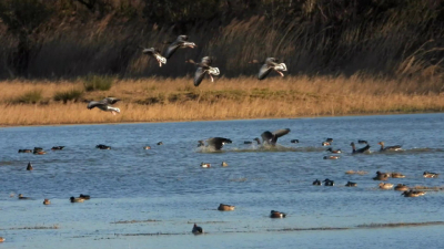 <i class='fa fa-user'></i> JOIN |   Grauwe Gans  <i class='fa fa-eye'> 125</i>  <i class='fa fa-thumbs-up'> 1</i>   <i class='fa fa-comment-o'> 23</i>