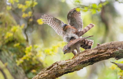 <i class='fa fa-user'></i> Hans Overduin |   Sperwer  <i class='fa fa-eye'> 515</i>  <i class='fa fa-thumbs-up'> 38</i>   <i class='fa fa-comment-o'> 19</i>