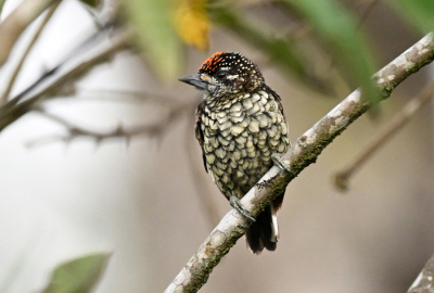 <i class='fa fa-user'></i> Ed Agter |   Geschubde Dwergspecht  <i class='fa fa-eye'> 161</i>  <i class='fa fa-thumbs-up'> 1</i>   <i class='fa fa-comment-o'> 6</i>