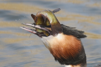 <i class='fa fa-user'></i> Gerard Visser |   Fuut  <i class='fa fa-eye'> 399</i>  <i class='fa fa-thumbs-up'> 20</i>   <i class='fa fa-comment-o'> 21</i>