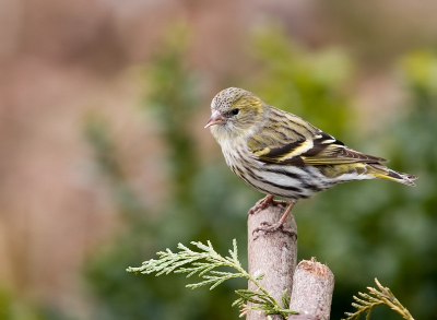 In de ochtend gezien in de tuin..