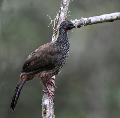 <i class='fa fa-user'></i> Ed Agter |   Andessjakohoen  <i class='fa fa-eye'> 121</i>  <i class='fa fa-thumbs-up'> 1</i>   <i class='fa fa-comment-o'> 2</i>