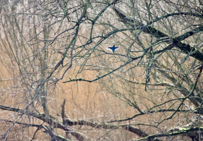 <i class='fa fa-user'></i> fvanderkruk |   IJsvogel  <i class='fa fa-eye'> 146</i>   <i class='fa fa-comment-o'> 24</i>