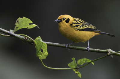 <i class='fa fa-user'></i> Paul van Giersbergen |   Goudtangare  <i class='fa fa-eye'> 165</i>  <i class='fa fa-thumbs-up'> 13</i>   <i class='fa fa-comment-o'> 4</i>