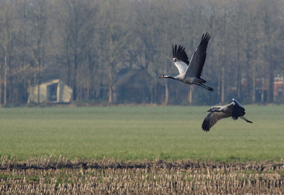 <i class='fa fa-user'></i> rixte |   Kraanvogel  <i class='fa fa-eye'> 104</i>   <i class='fa fa-comment-o'> 24</i>