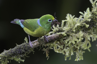 <i class='fa fa-user'></i> Paul van Giersbergen |   Blauwnekorganist  <i class='fa fa-eye'> 122</i>  <i class='fa fa-thumbs-up'> 1</i>   <i class='fa fa-comment-o'> 2</i>