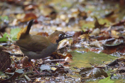 In Suriname ben ik 4 dagen naar de Fredberg geweest, vooral voor de vogels daar. De meeste vogels waren erg mooi, maar ze zaten vaak wel erg ver weg. Er waren gelukkig wel een paar soorten die beter mee wilden werken. Deze antthrush kwam heel dichtbij, maar de plek waar hij zich bevond was wat minder. Diep in het regenwoud was zo goed als geen licht en dat zorgde voor een hoge iso en een lage sluitertijd. Gelukkig was er 1 (van de ongeveer 100) foto's voor mijn gevoel scherp genoeg, jammer genoeg is niet de hele vogel scherp, maar denk ook niet dat dat mogelijk was geweest door de snelheid waarmee deze vogels bewegen.