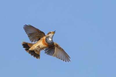 <i class='fa fa-user'></i> henksteen |   Blauwborst  <i class='fa fa-eye'> 399</i>  <i class='fa fa-thumbs-up'> 28</i>   <i class='fa fa-comment-o'> 20</i>