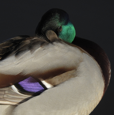 <i class='fa fa-user'></i> sieb |   Wilde Eend  <i class='fa fa-eye'> 237</i>  <i class='fa fa-thumbs-up'> 7</i>   <i class='fa fa-comment-o'> 11</i>