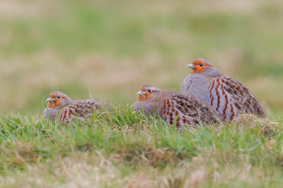 <i class='fa fa-user'></i> Katoo |   Patrijs  <i class='fa fa-eye'> 283</i>  <i class='fa fa-thumbs-up'> 17</i>   <i class='fa fa-comment-o'> 14</i>