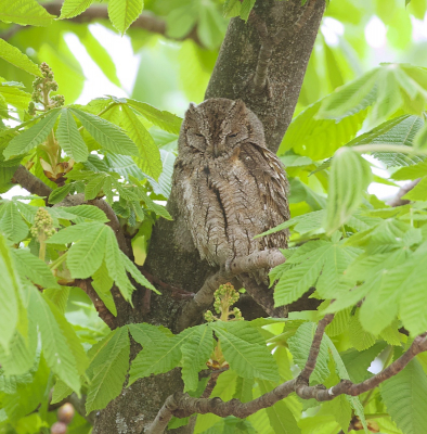 <i class='fa fa-user'></i> Leo Tukker |   Dwergooruil  <i class='fa fa-eye'> 279</i>  <i class='fa fa-thumbs-up'> 11</i>   <i class='fa fa-comment-o'> 6</i>
