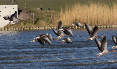 <i class='fa fa-user'></i> Jan Lohman |   Grauwe Gans  <i class='fa fa-eye'> 114</i>   <i class='fa fa-comment-o'> 24</i>