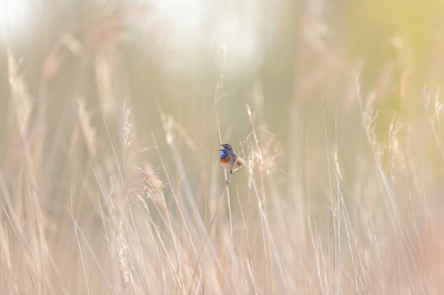 De Blauwborsten komen weer ons land in. Een prachtig onderwerp om te fotograferen. Deze foto heb ik vorig jaar gemaakt. Het was vroeg in de ochtend. Deze Blauwborst zong uit volle borst. Zijn mooie kleuren komen door het oude riet helemaal tot zijn recht. Ik hoop dat ik hem dit jaar weer zo mooi kan maken. Maar vond deze foto het plaatsen waard.
