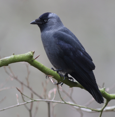 Wat een prachtige vogels zijn die kauwen toch. Van achter een dikke beuk kon ik dit portret maken. Blij met dit resultaat.