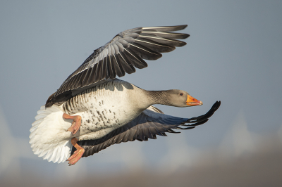 <i class='fa fa-user'></i> Ruud Scherpenisse |   Grauwe Gans  <i class='fa fa-eye'> 229</i>  <i class='fa fa-thumbs-up'> 16</i>   <i class='fa fa-comment-o'> 27</i>