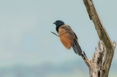 <i class='fa fa-user'></i> harrie69 |   Zwarte Spoorkoekoek  <i class='fa fa-eye'> 165</i>  <i class='fa fa-thumbs-up'> 1</i>   <i class='fa fa-comment-o'> 7</i>