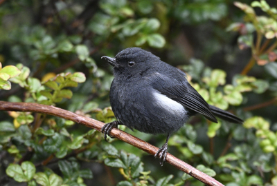 <i class='fa fa-user'></i> Ed Agter |   Witflankberghoningkruiper  <i class='fa fa-eye'> 109</i>   <i class='fa fa-comment-o'> 1</i>